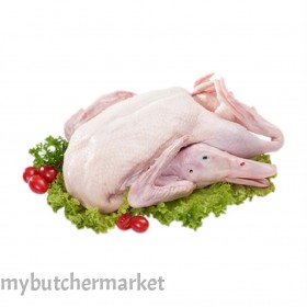 DUCK