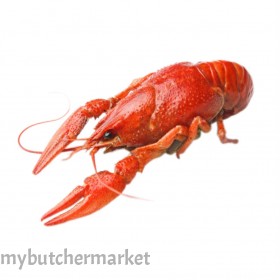 LAKER CRAYFISH