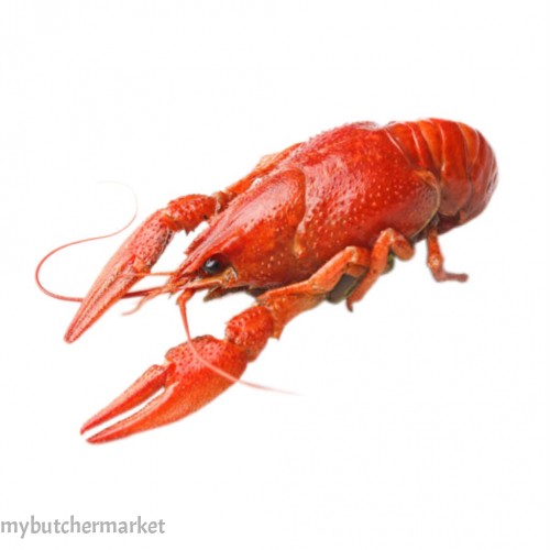 LAKER CRAYFISH