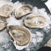 HALF SHELL OYSTERS
