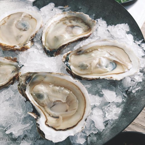 HALF SHELL OYSTERS