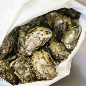 FULL SHELL OYSTERS  JAPAN SASHIMI GRADE