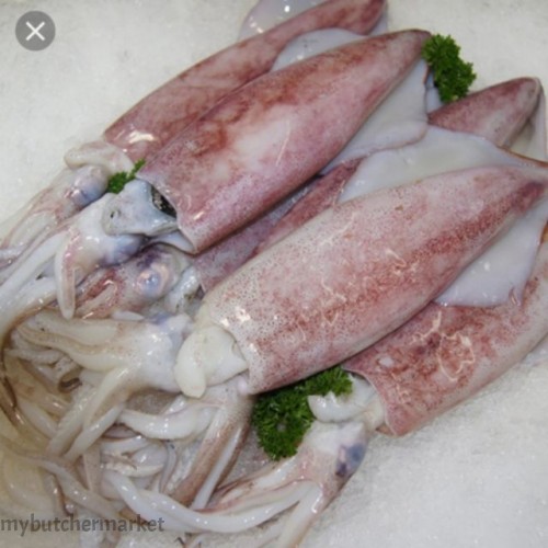 FROZEN SQUID  6/10